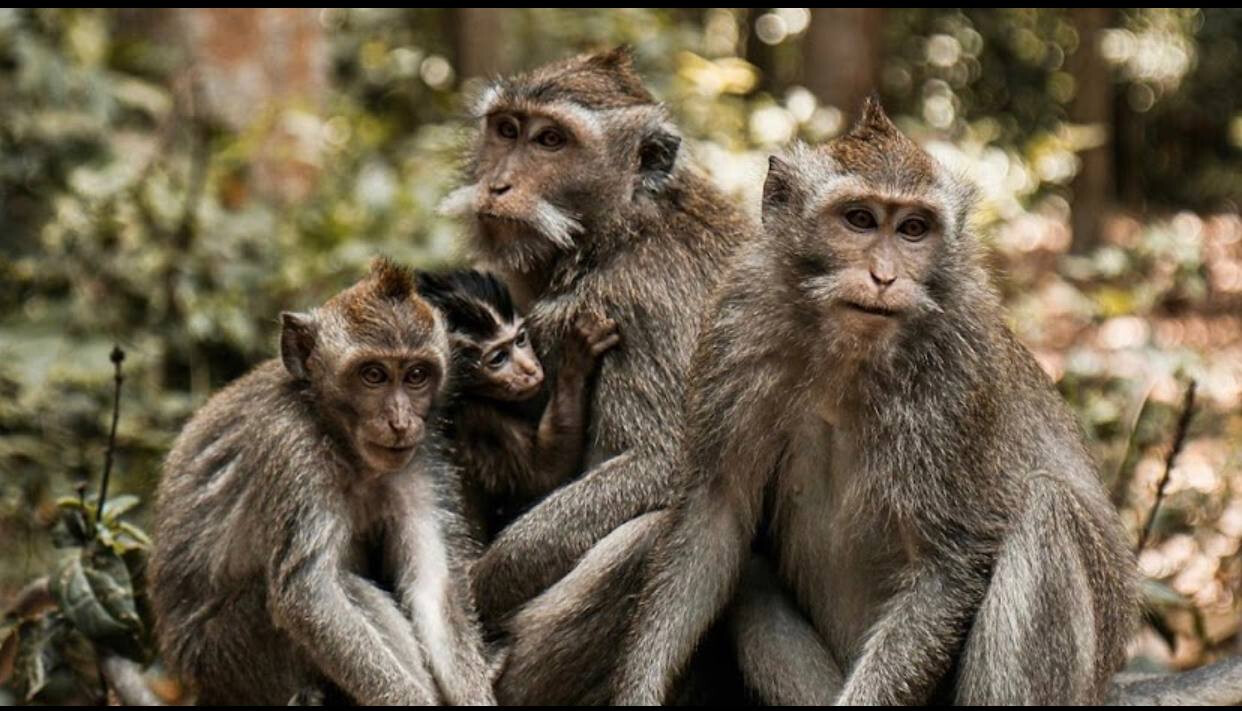 Парк Sangeh Monkey Forest