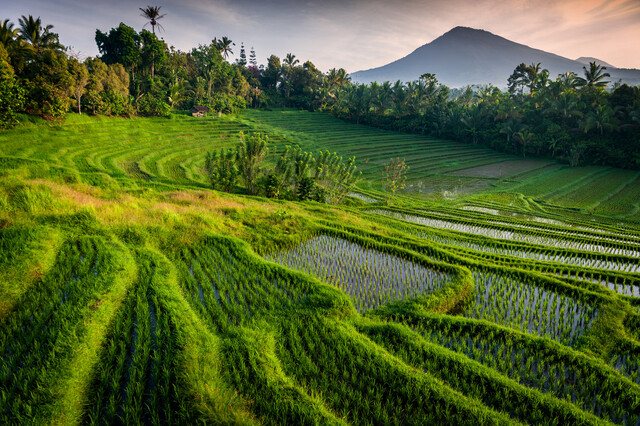 Gunung Batukaru (Mount Batukaru)