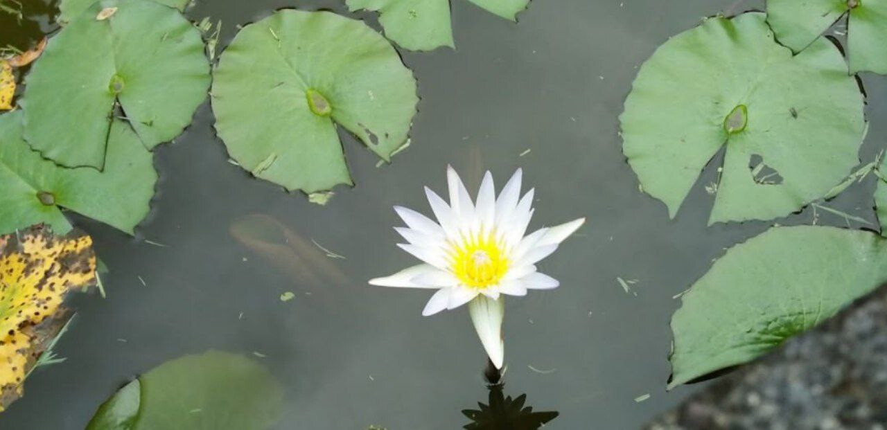 Aquatic garden