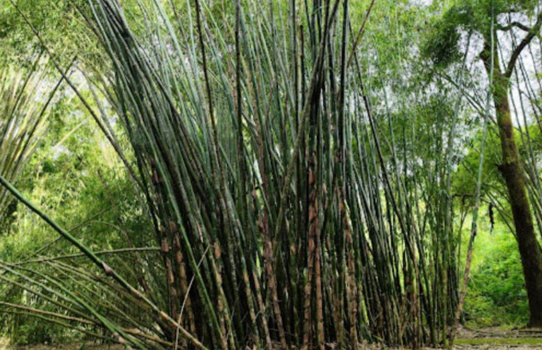 Taman Bambu