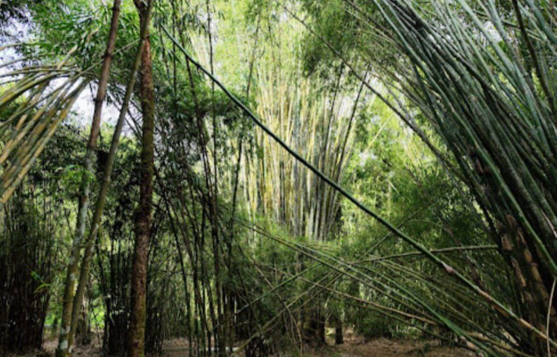 Taman Bambu
