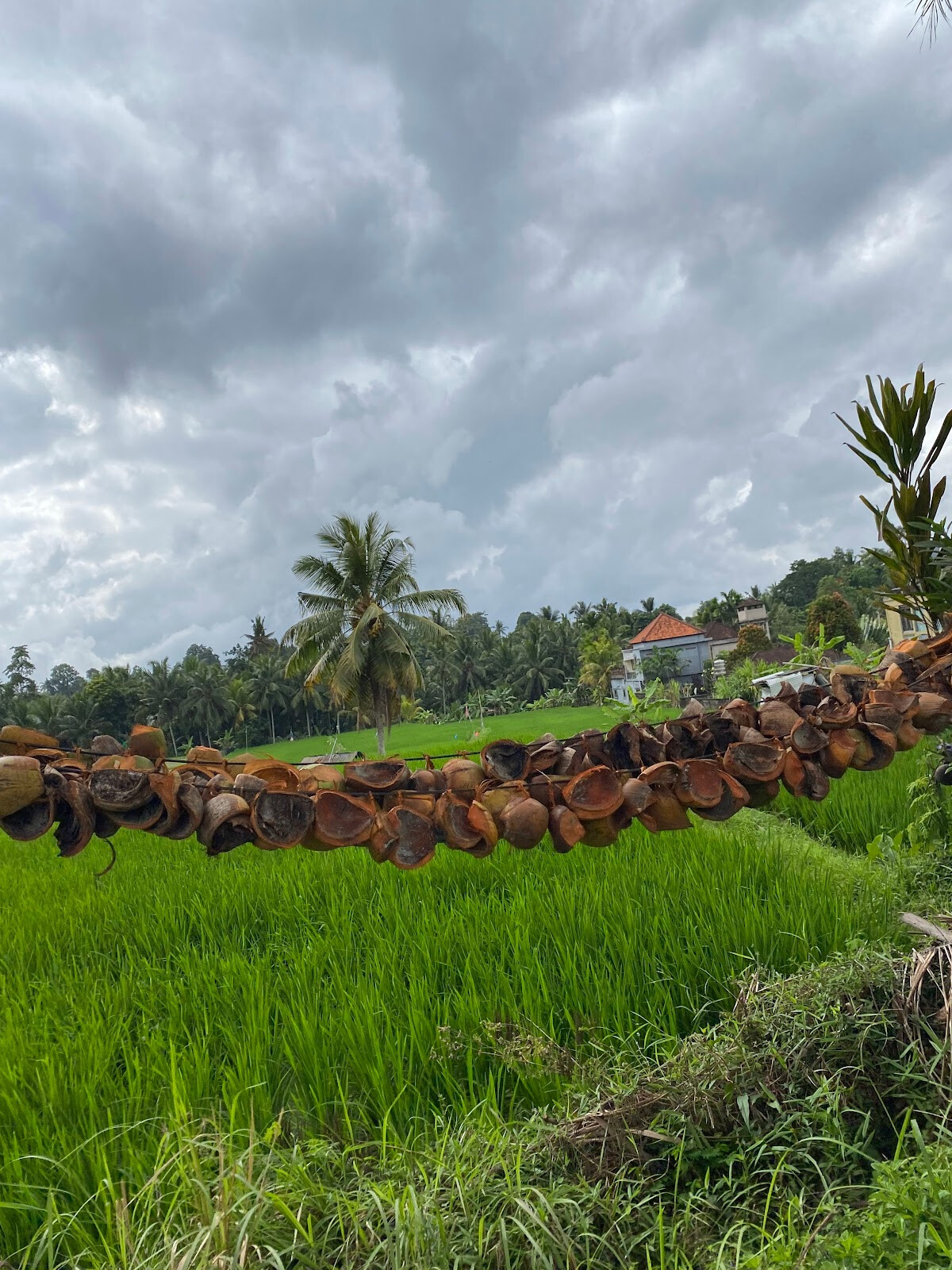 Kajeng Rice Field