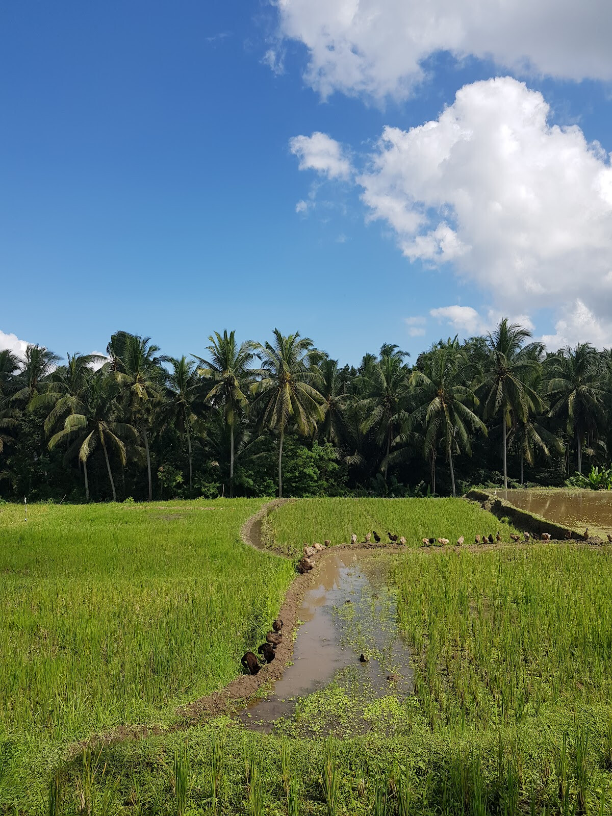 Kajeng Rice Field