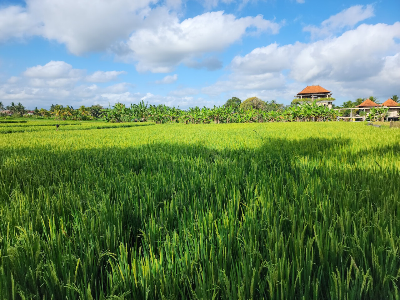 Kajeng Rice Field