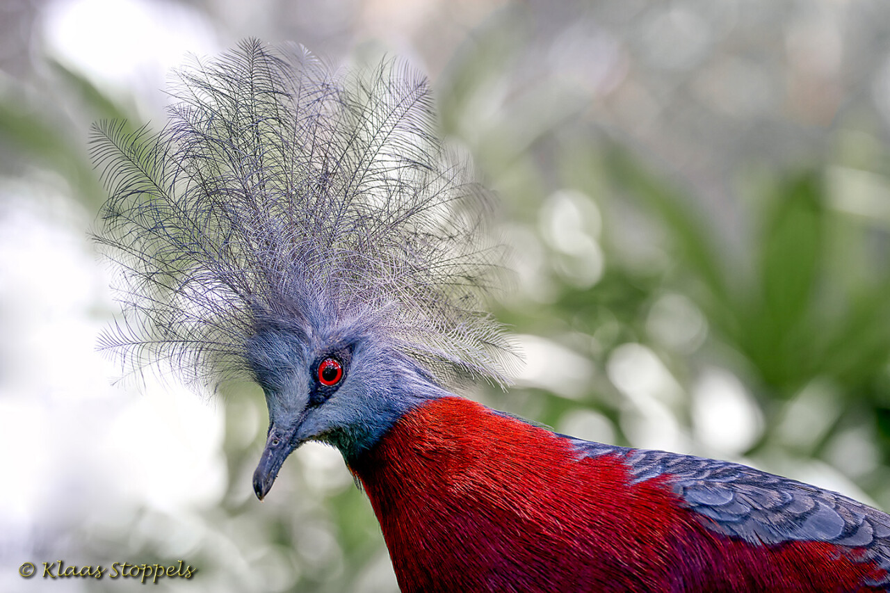 Bali Bird Park