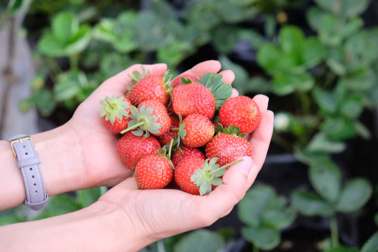 Клубничные плантации Fresh Strawberry