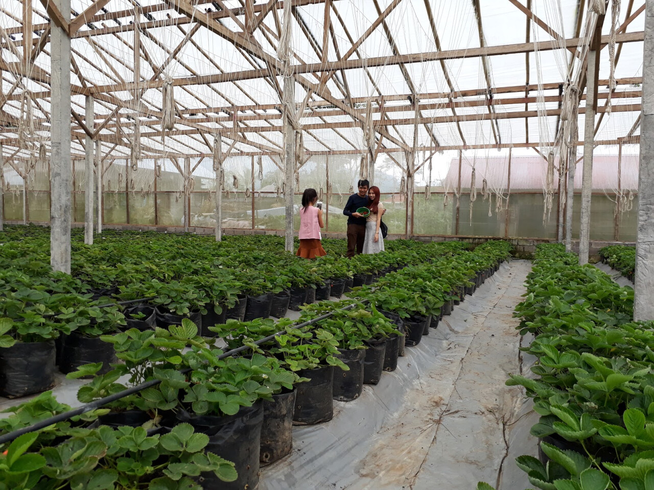 Клубничные плантации Fresh Strawberry