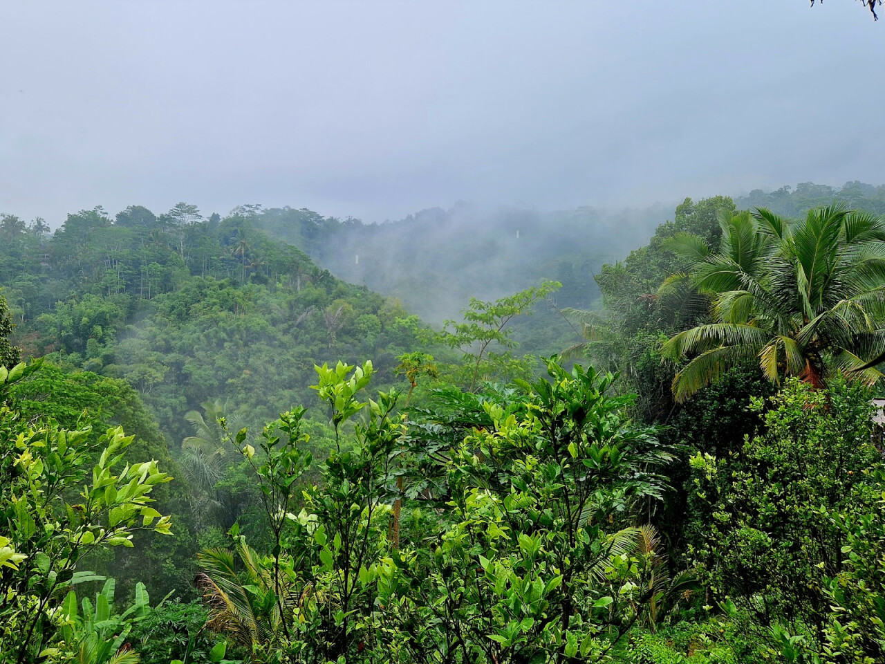 Плантация OKA Agriculture Bali