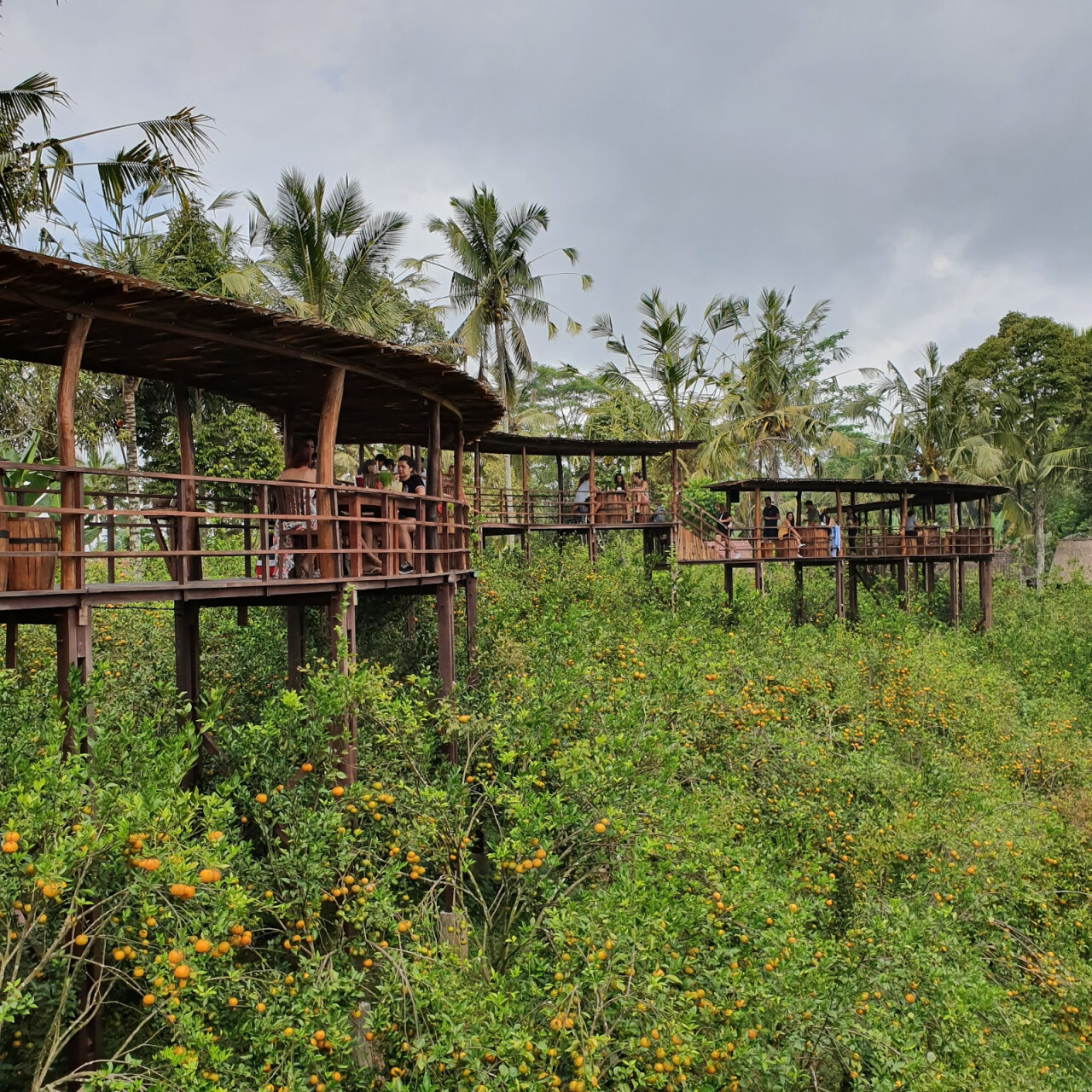 Плантация OKA Agriculture Bali