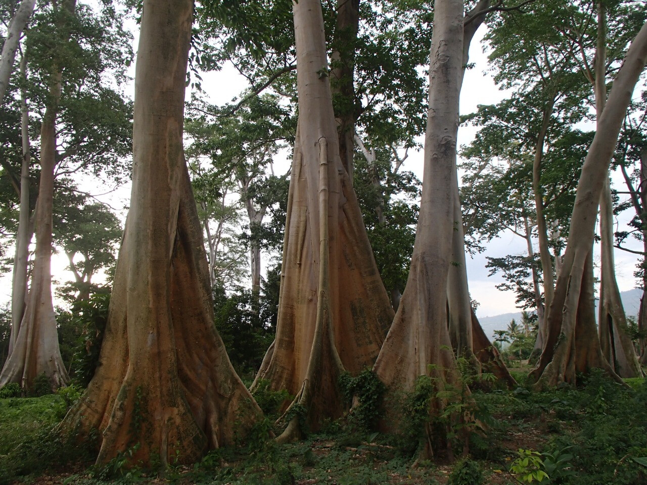 Pohon Lian Purba 2