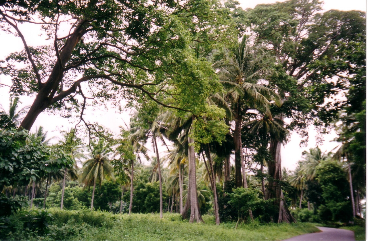 Pohon Lian Purba 2