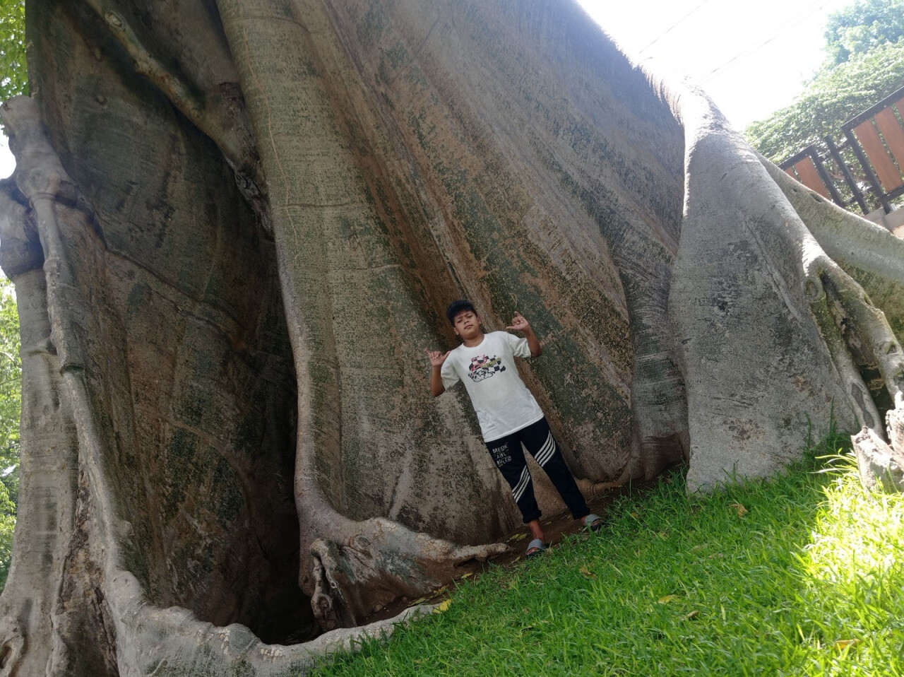 Pohon Lian Purba 2