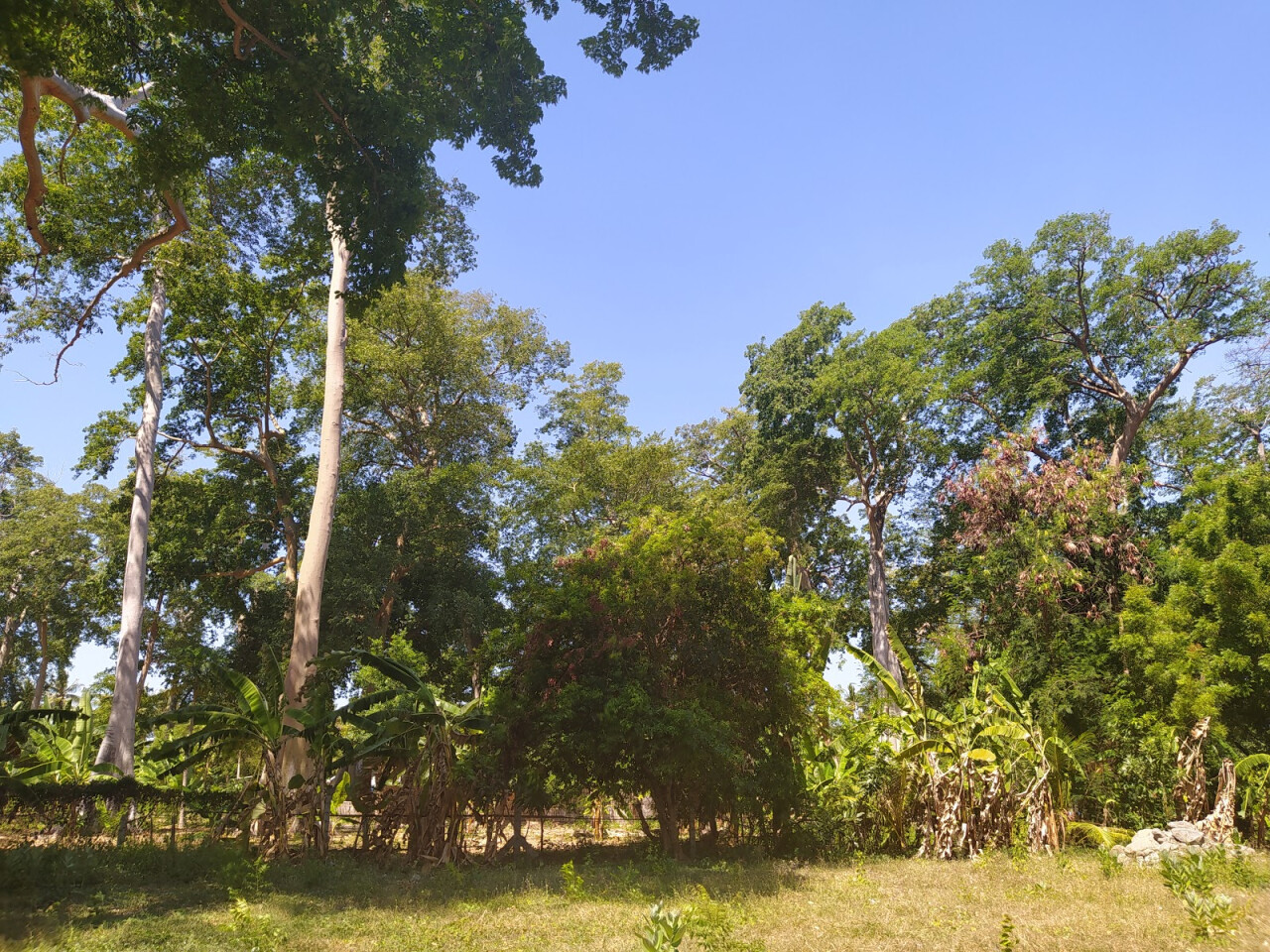 Pohon Lian Purba 2