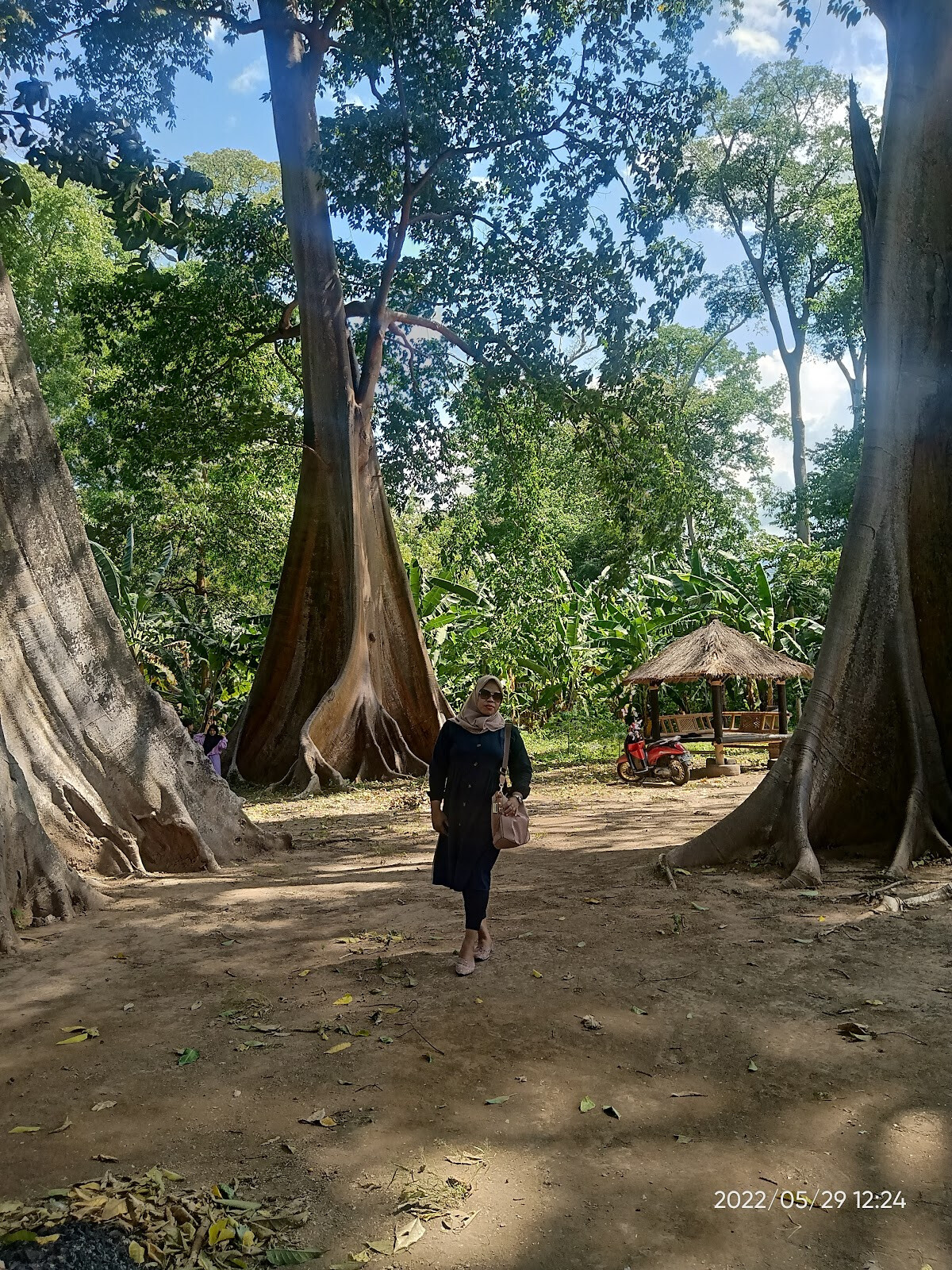 Pohon Lian Purba 2