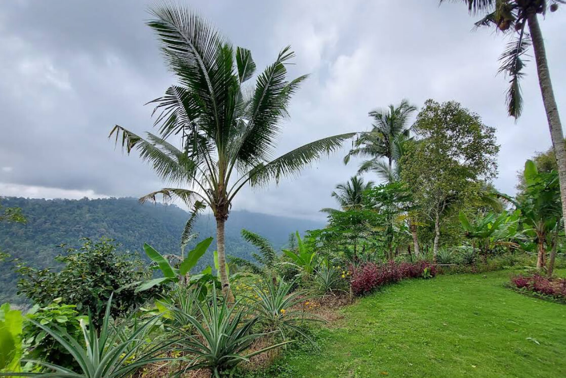 PUNCAK TIRTA Manggis Sari