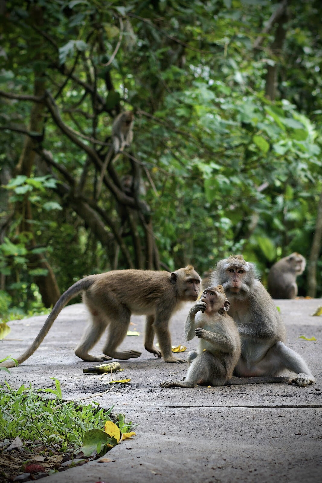 Kemenuh Monkey River