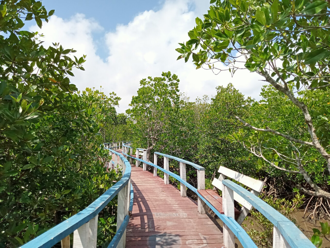 Wisata Mangrove Buwun Mas