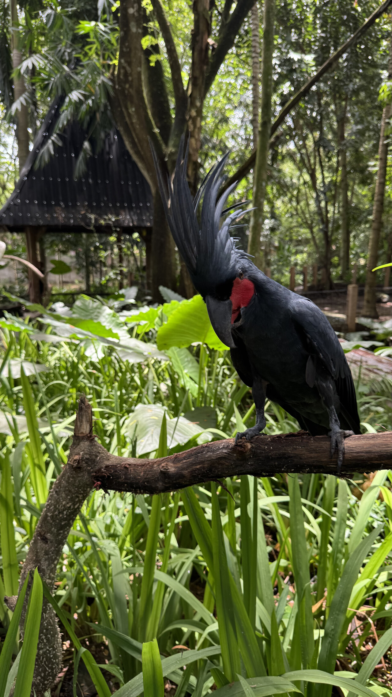 Зоопарк на Ломбоке: Lombok Wildlife Park