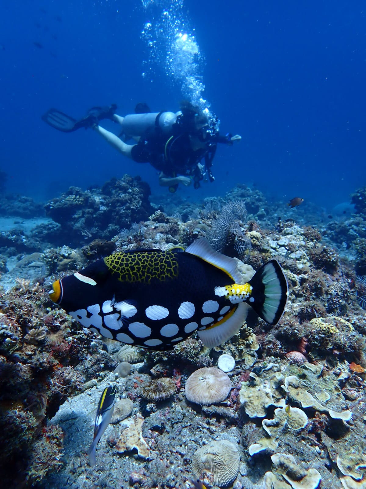 Pura Vida Diving Bali - Amed