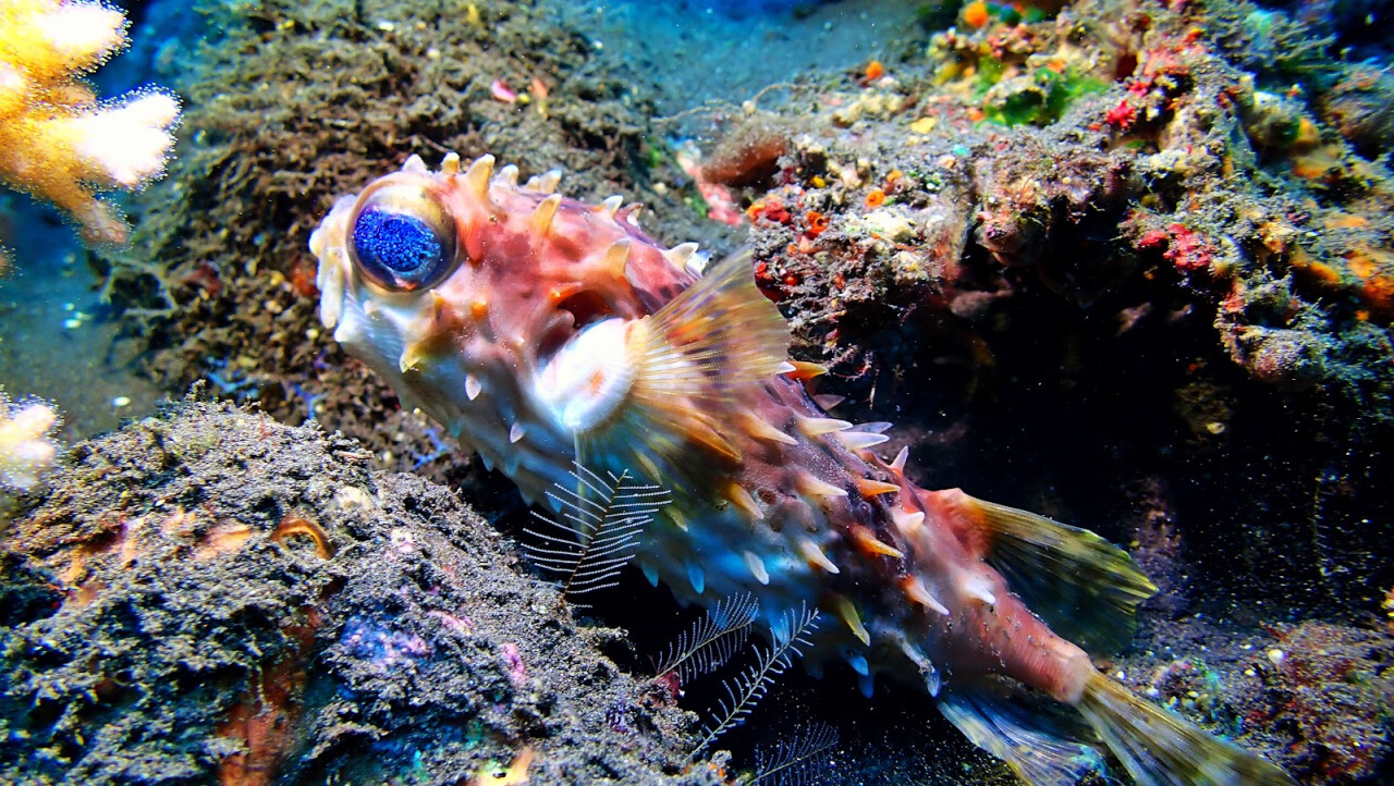 Pura Vida Diving Bali - Amed