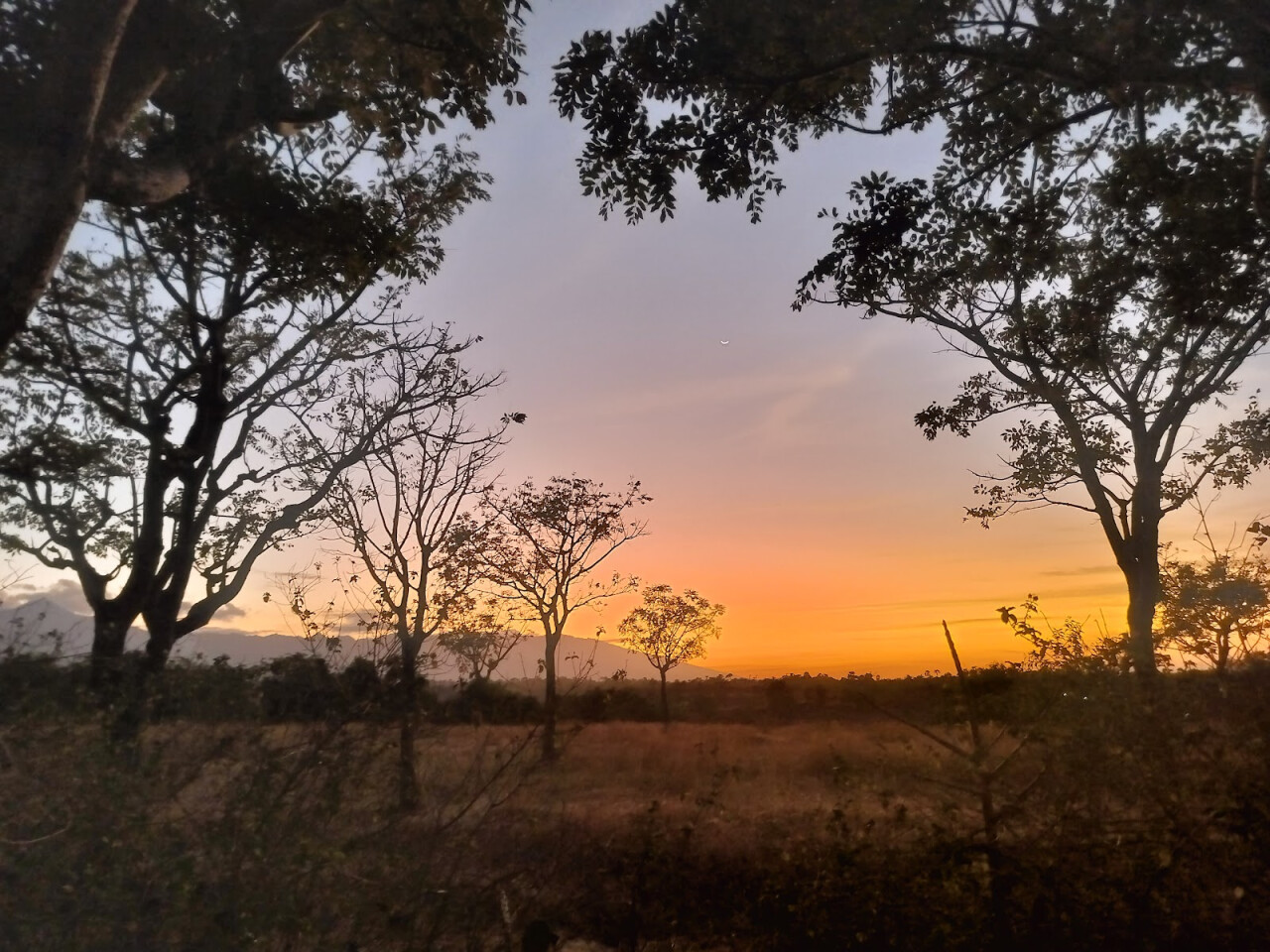 Savana Nusu