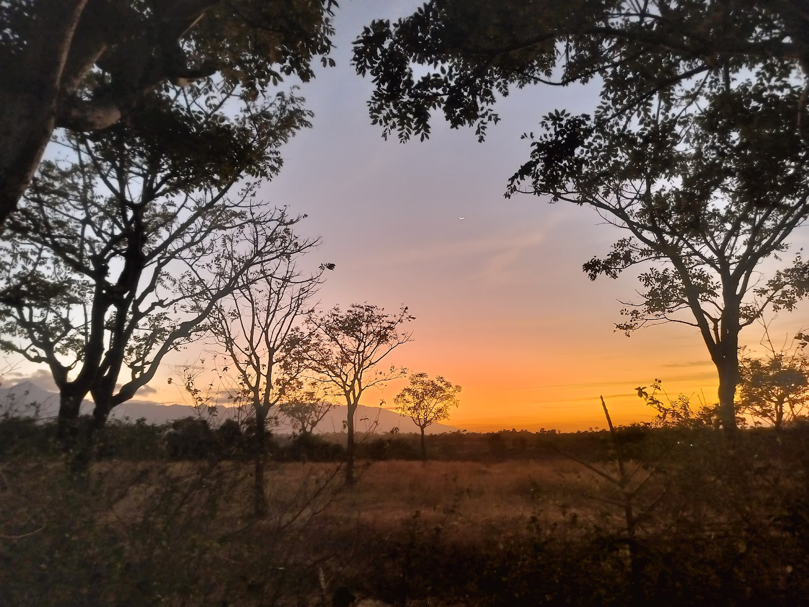 Savana Nusu