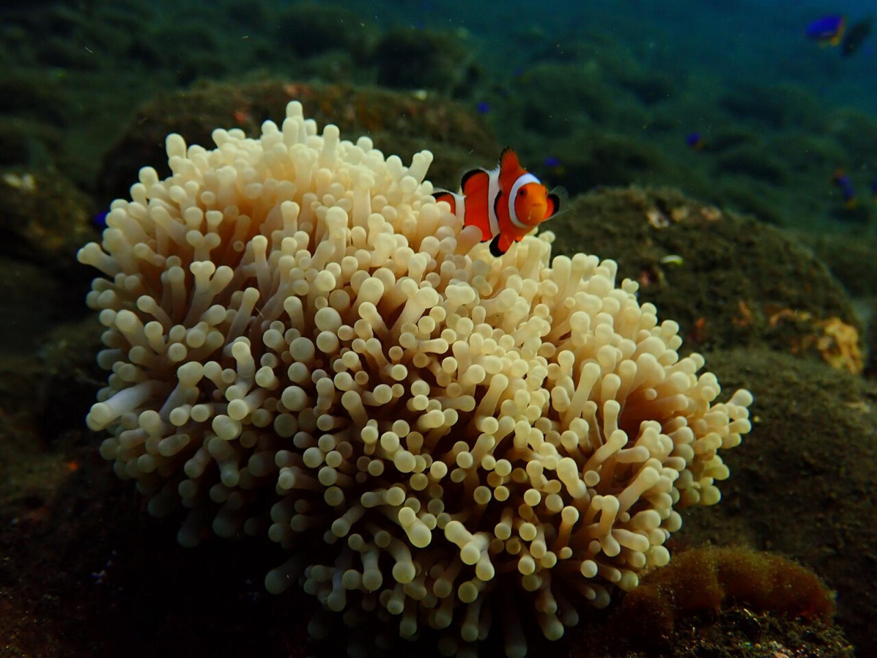 Adventure Divers Bali