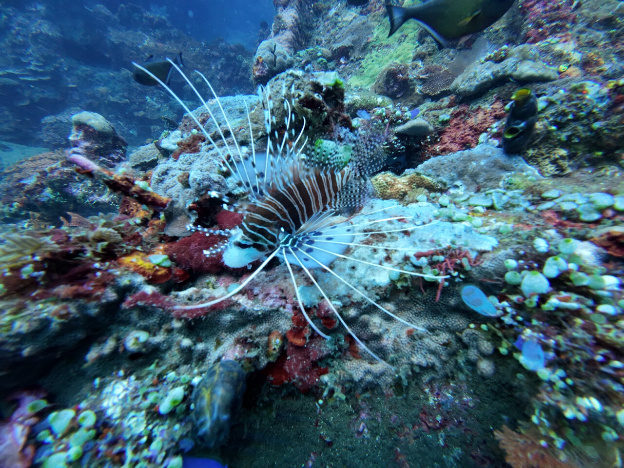 Adventure Divers Bali
