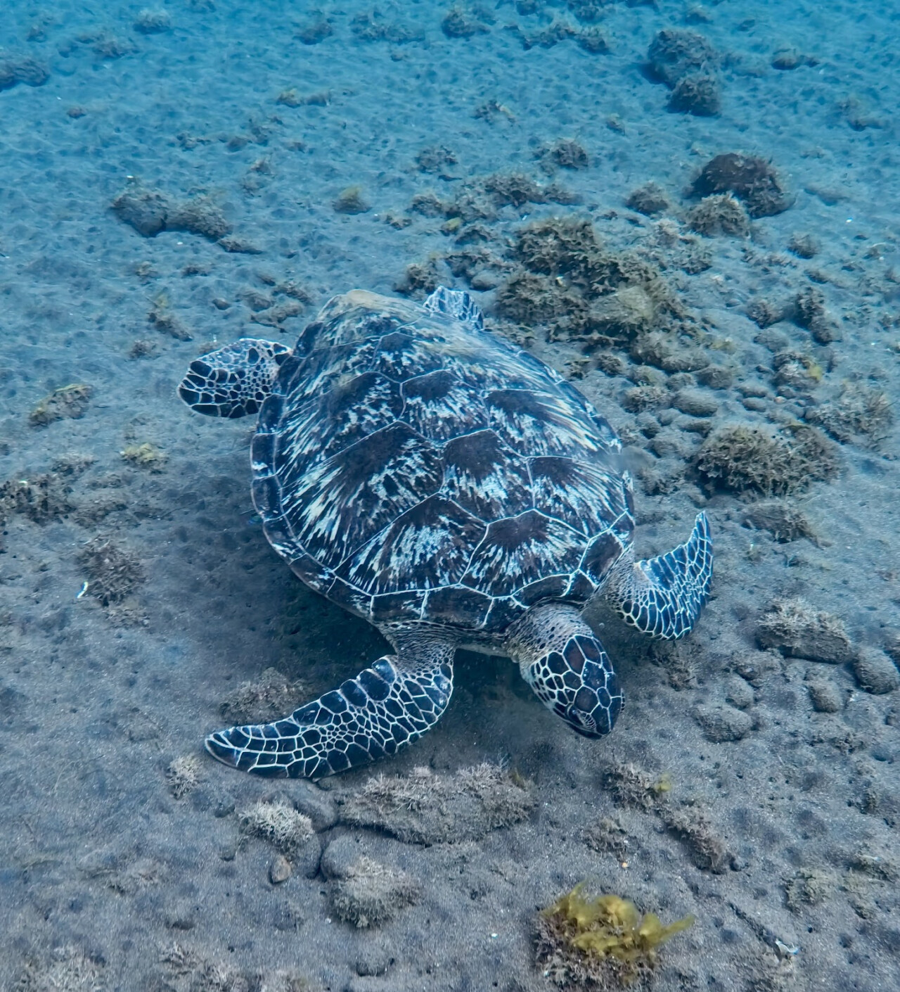 Adventure Divers Bali