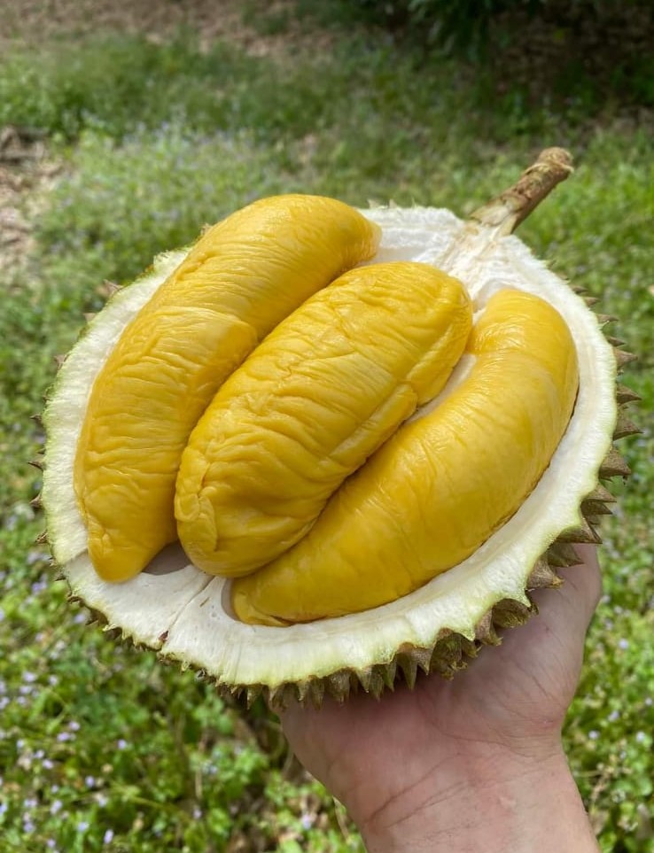 DURIAN MASEEHH