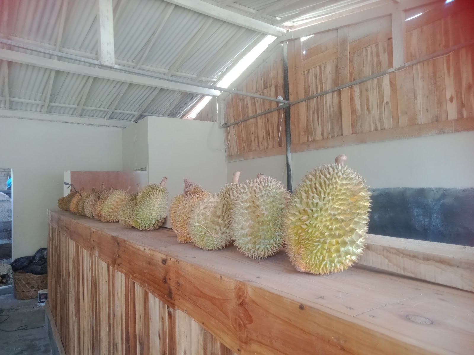 My durian