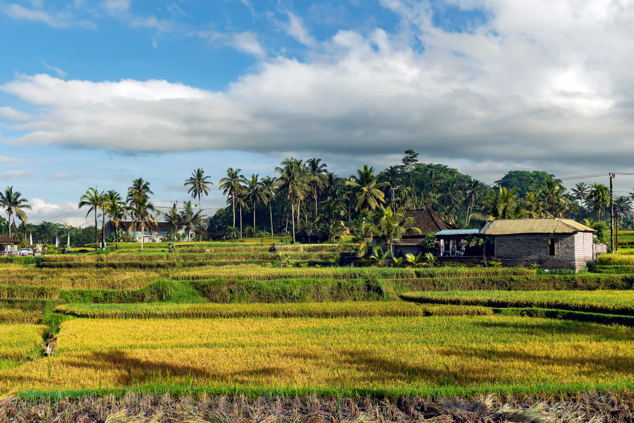 Цена доверчивости в 2,5 млн долларов: британец обвинил жителя Бали в мошенничестве