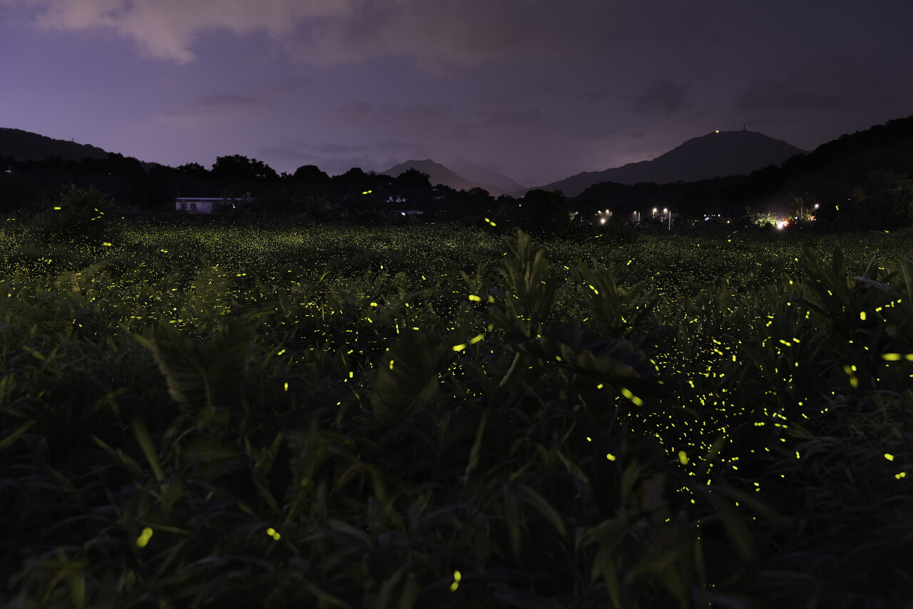 Сад светлячков в Убуде получил престижную награду за вклад в экотуризм