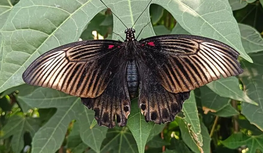 Крылатые защитники экосистемы Бали: в Нуану выпустили на волю 11 000 бабочек