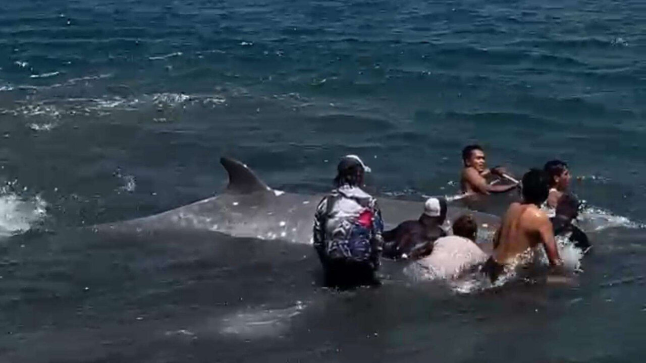 От дюгоня до кита: почему морские млекопитающие гибнут у берегов Бали?