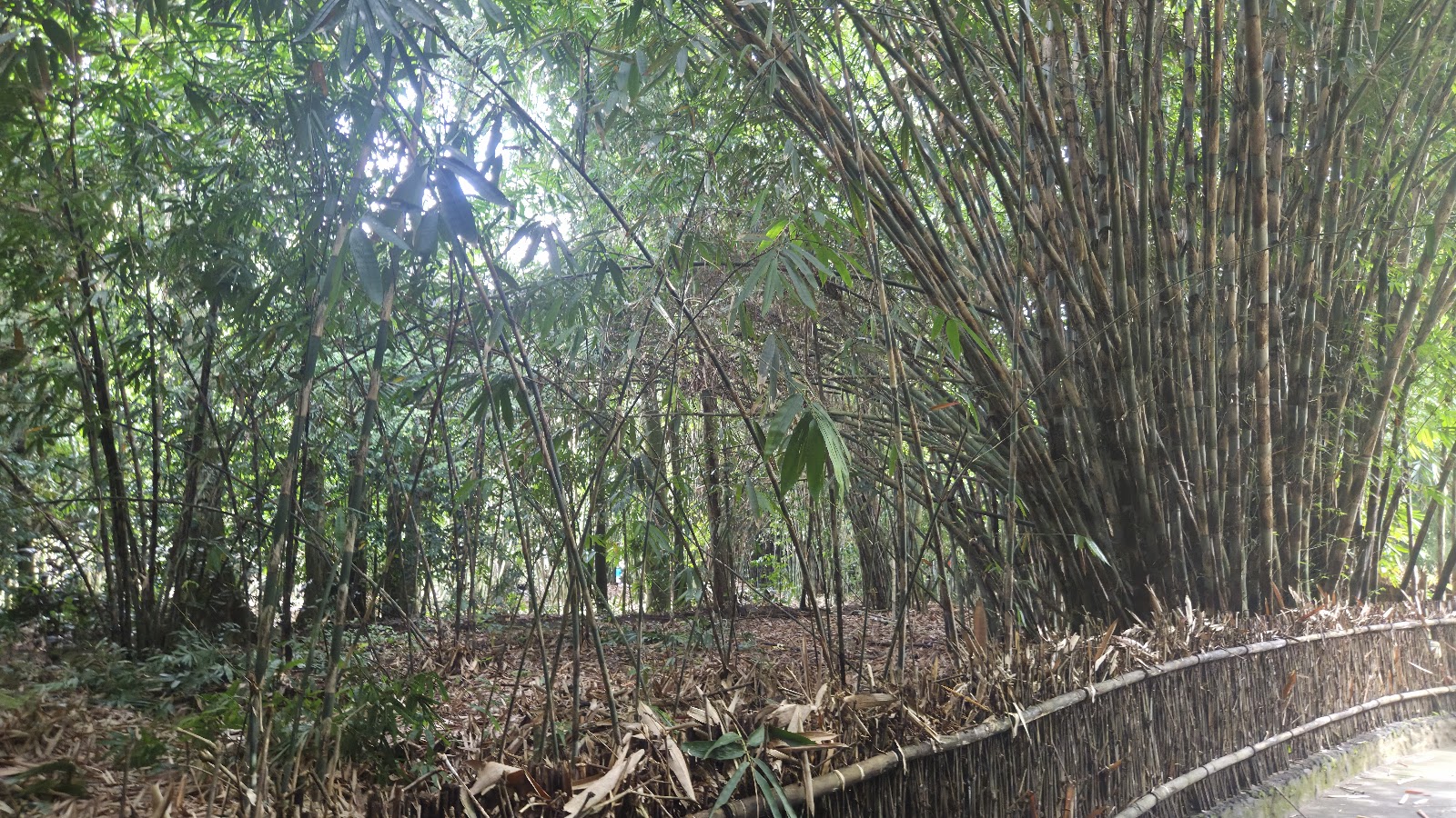 Bamboo Forest At Penglipuran Village