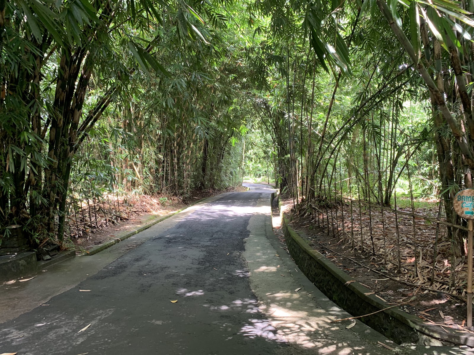 Bamboo Forest At Penglipuran Village