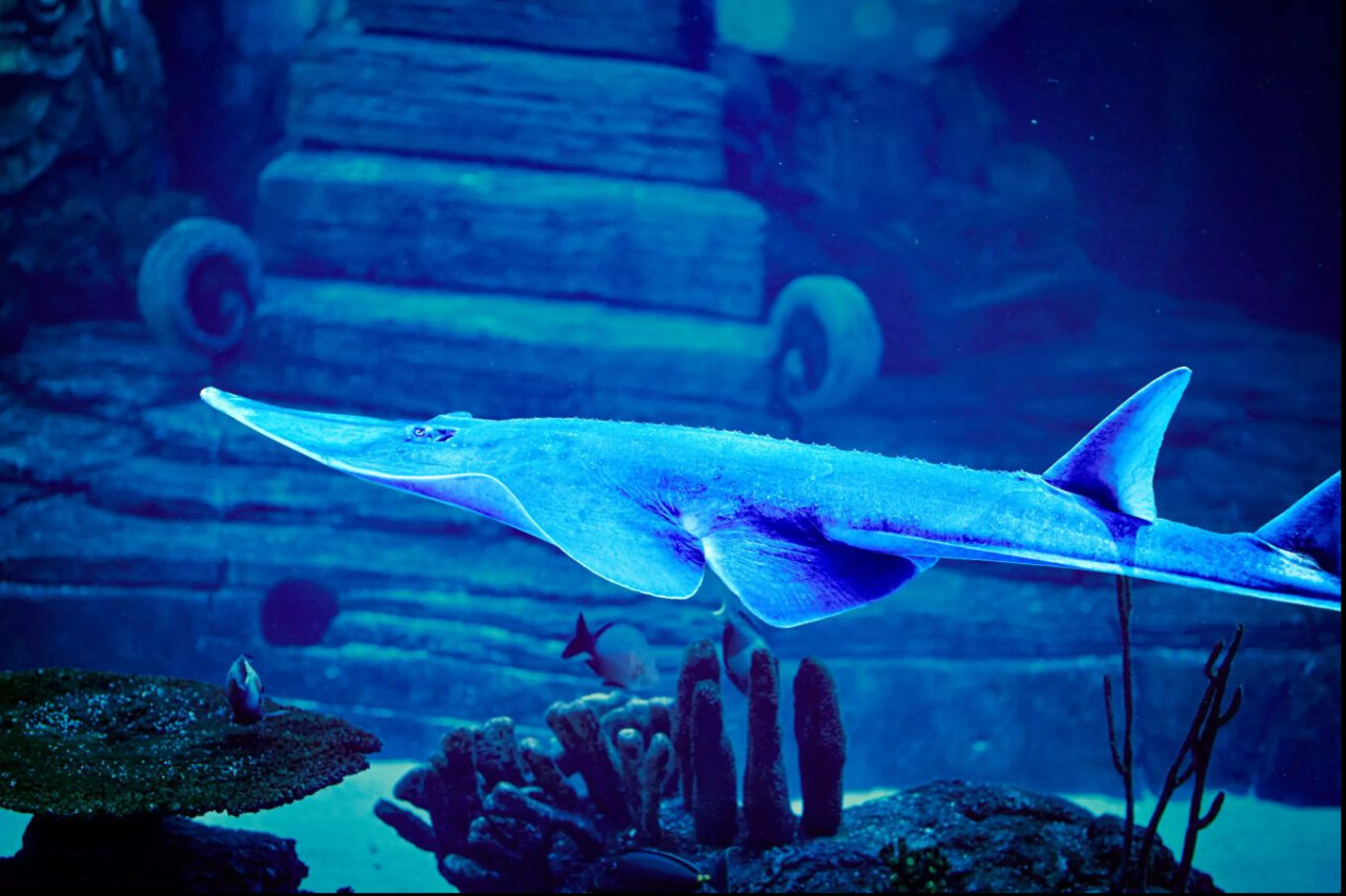 Marine Safari Park: океан впечатлений на Бали