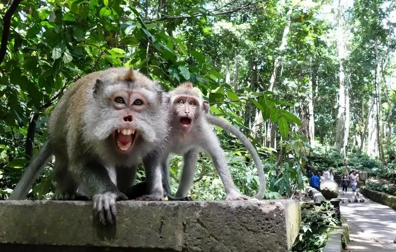 В Лесу обезьян в Убуде макака укусила ребенка