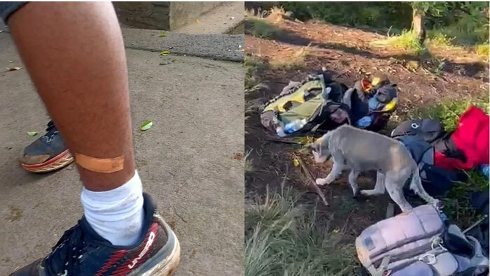 Бешеная собака покусала туристов на горе Батукару