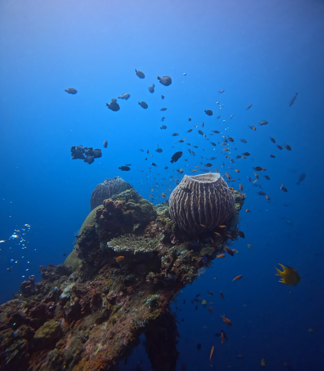 Fresh Fins Diving