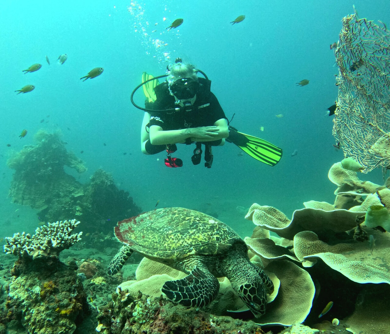 Fresh Fins Diving