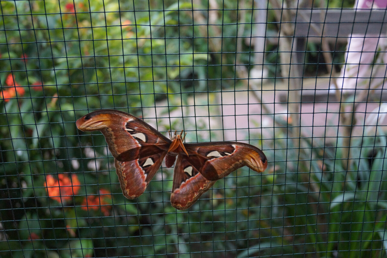 Парк бабочек (Bali Butterfly Park) в Табанане