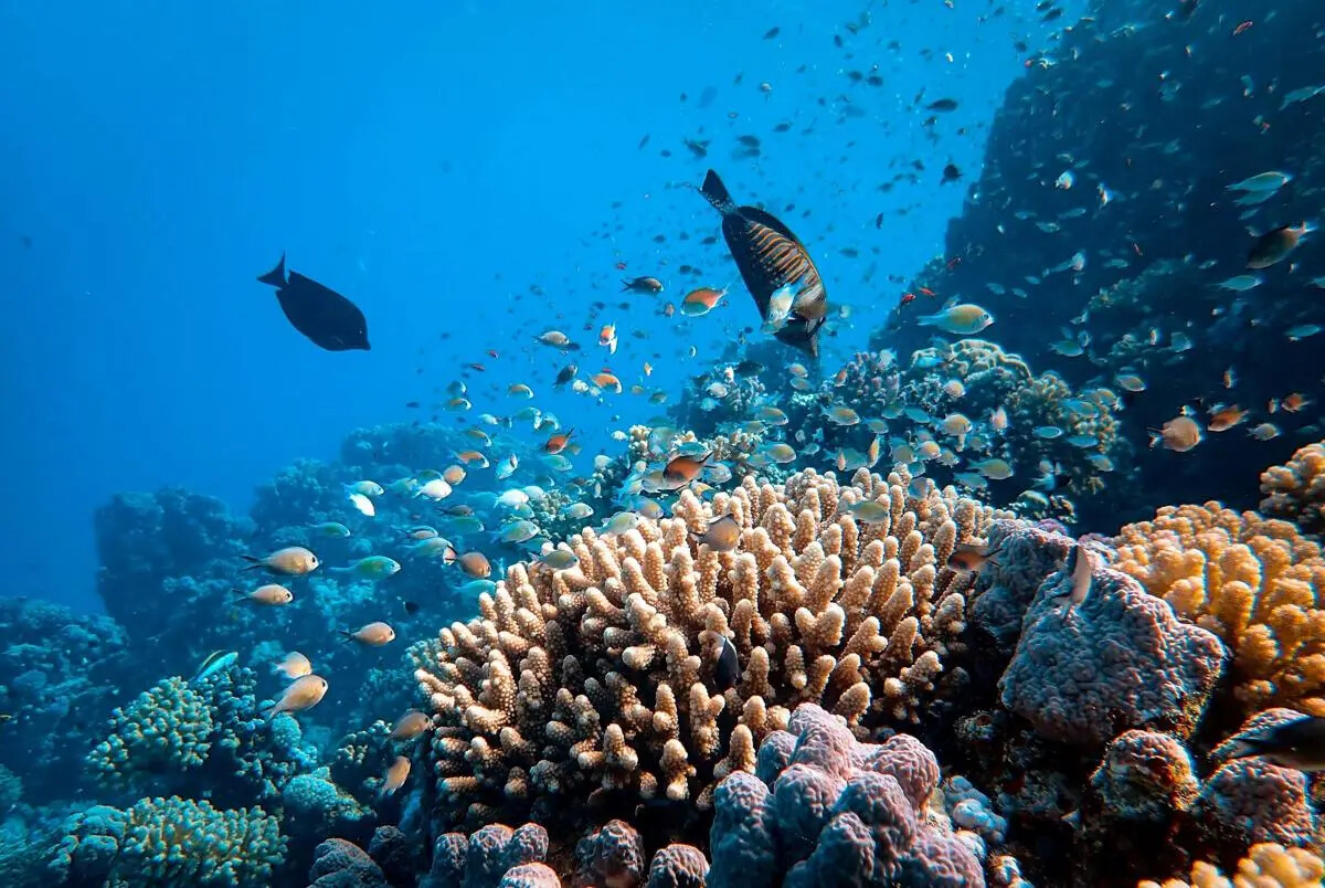 На севере Бали во время фестиваля высадили 5600 кораллов