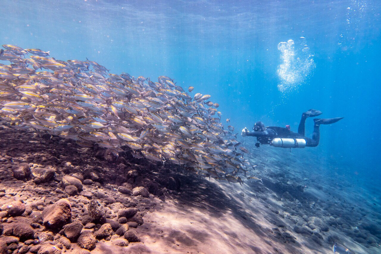 Ocean Dive League
