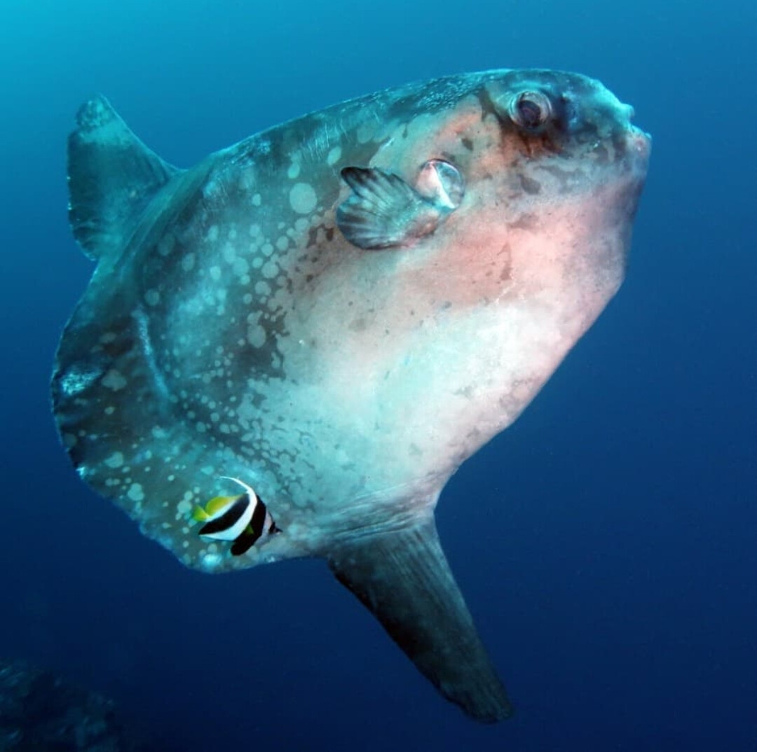 Ocean Dive League
