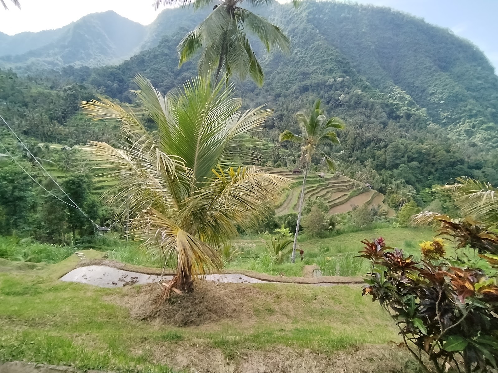 Warung Fiji. Terrace Rice View
