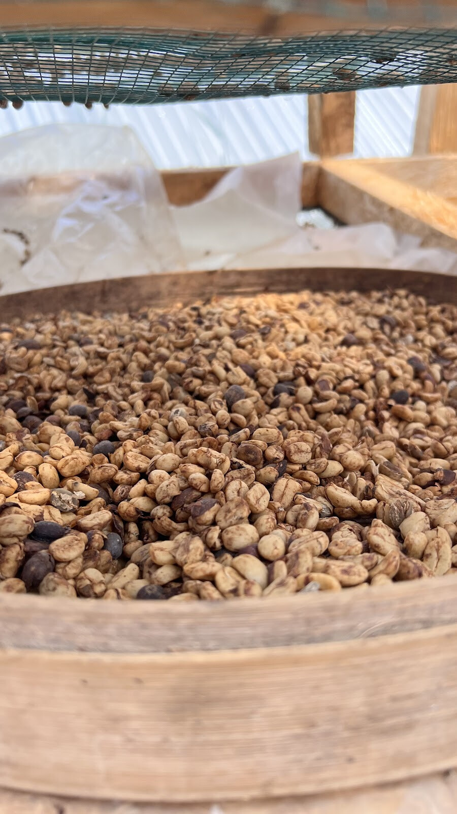 Bedugul luwak coffee & coffee plantation