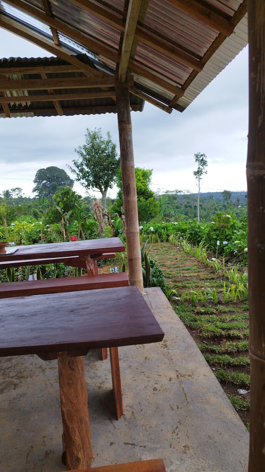 luwak coffee and tea