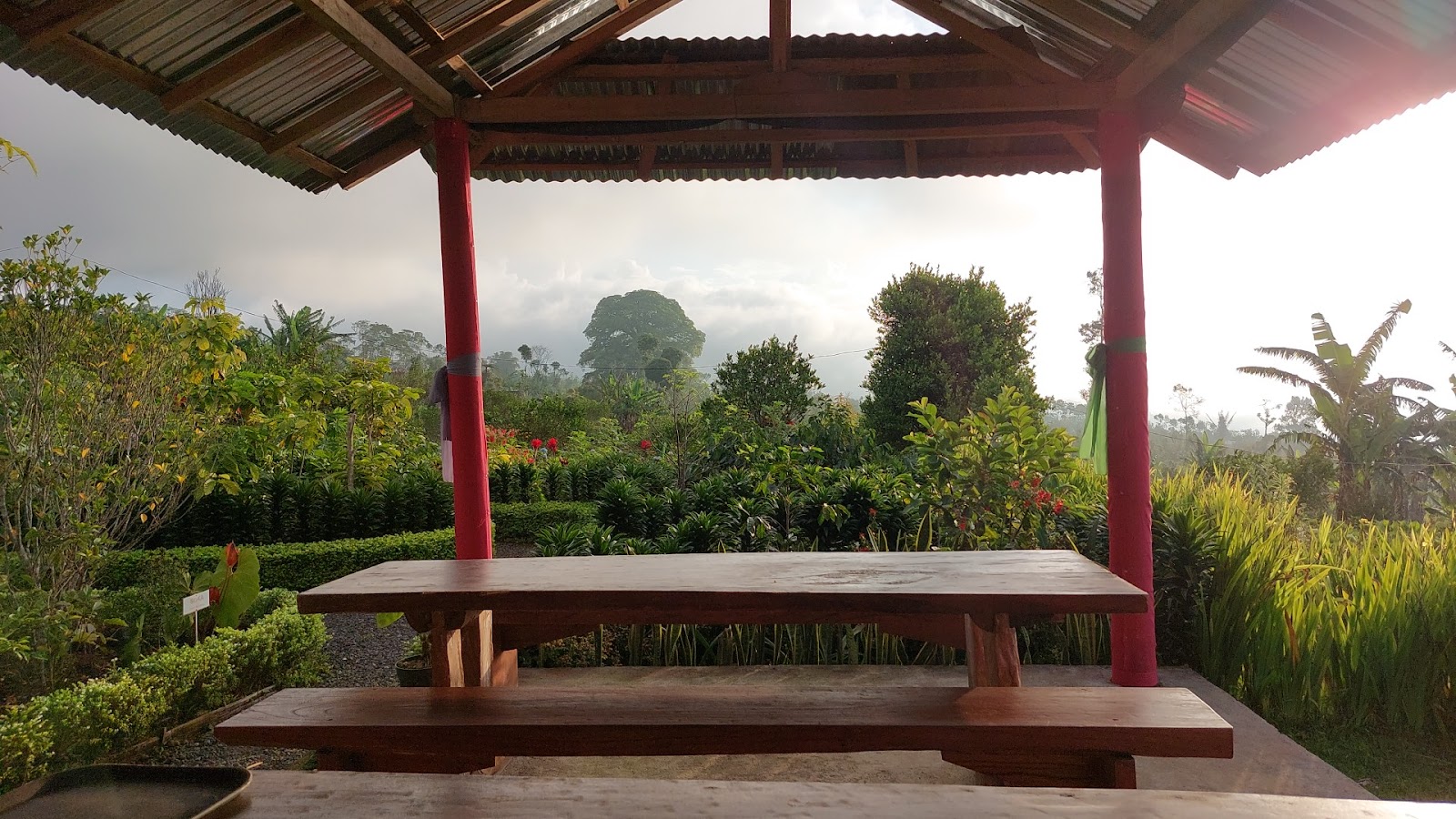 luwak coffee and tea